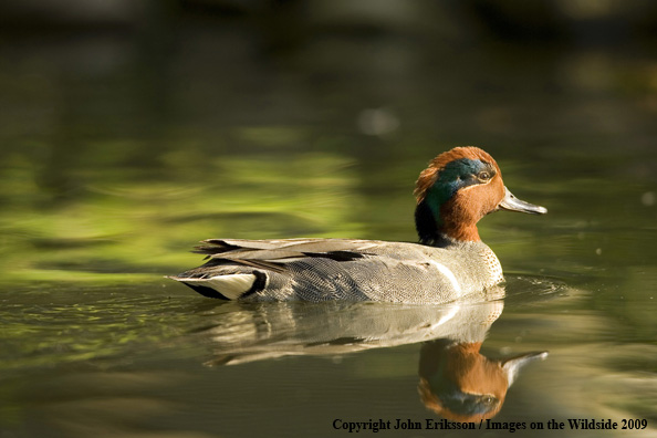 Green-winged Teal in habitat