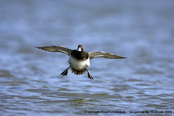 Lesser Scaup in habitat
