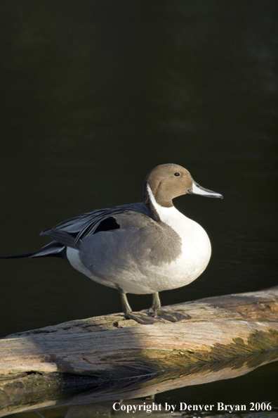 Pintail ducks.