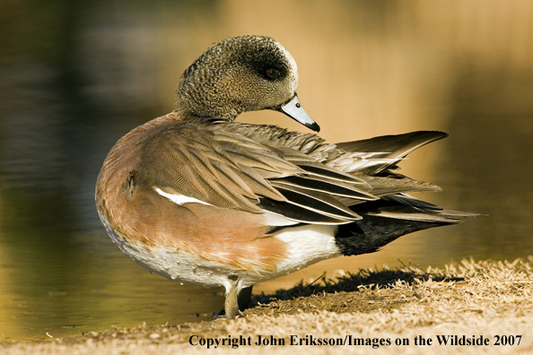 Wigeon duck