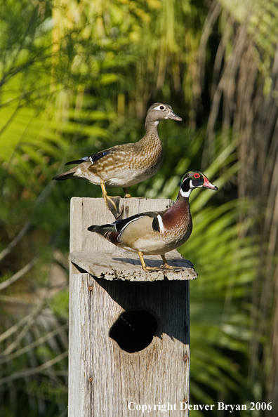 Wood duck pair on nest box.