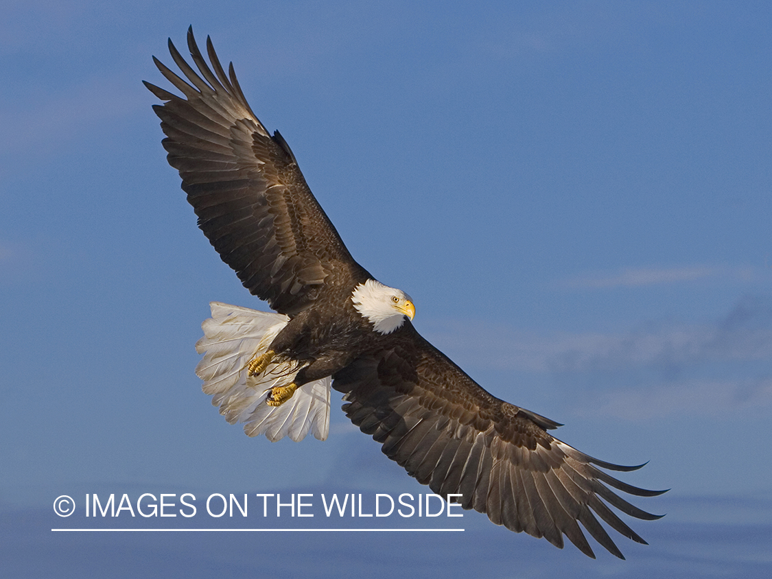 Bald Eagle in flight.
