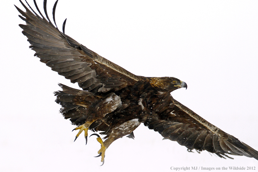 Golden eagle in flight.