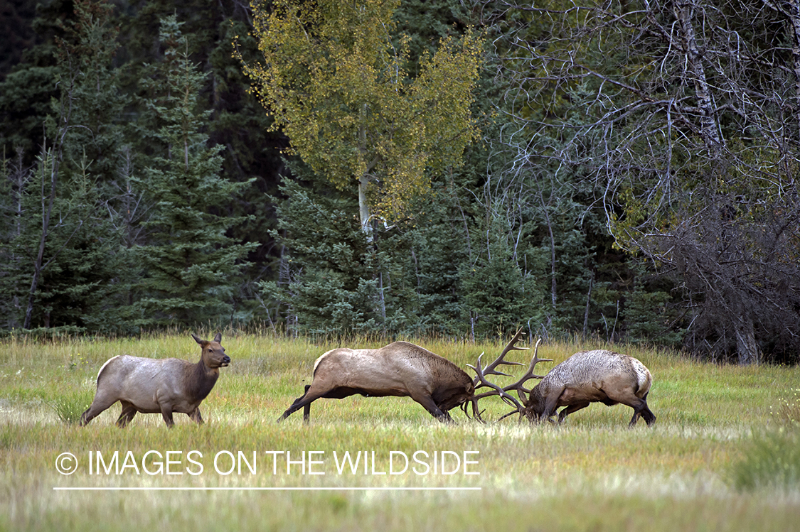 Bull elk fighting in field by cow elk.