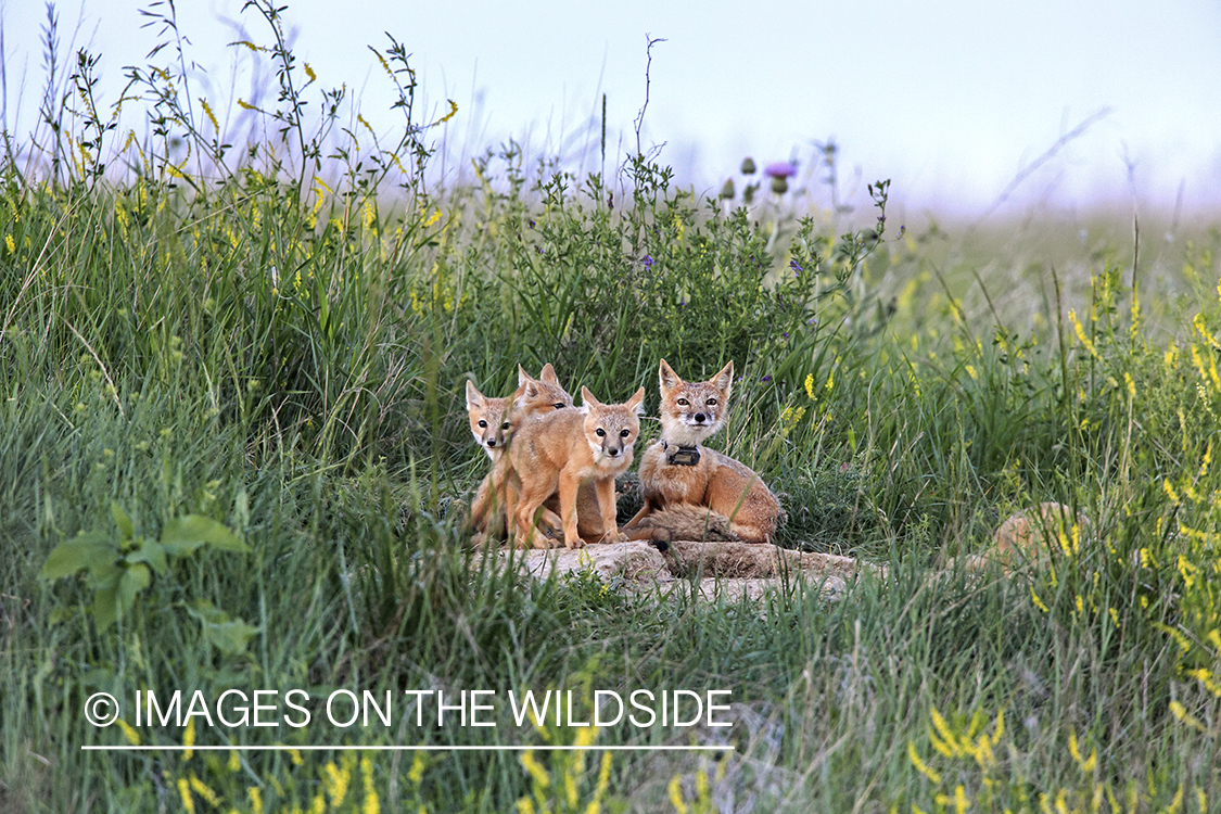 Swift fox kits with mother in habitat.