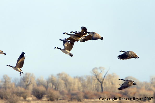 Canadian geese in flight