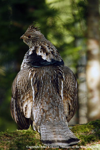 Ruffed Grouse 