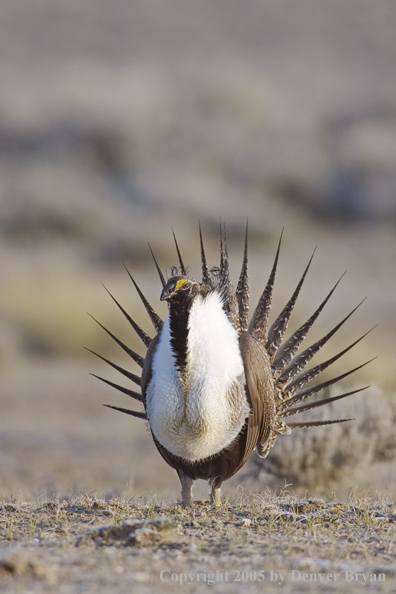 Sage grouse displaying on booming ground.