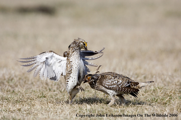 Sharp-tailed grouse fighting in habitat.