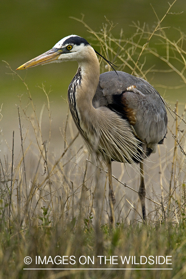 Great Blue Heron in habitat.