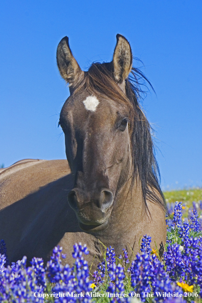 Wild horse in habitat.