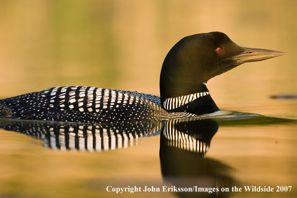 Loon in habitat