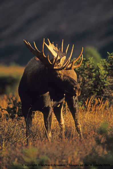 Moose in habitat