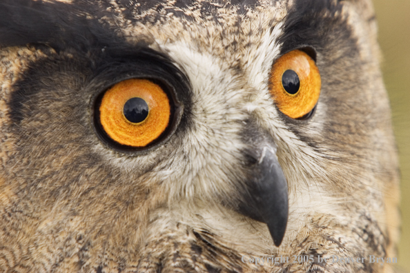 Eurasian eagle owl.