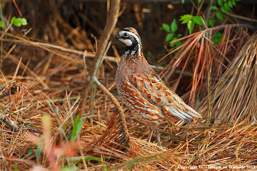 Bobwhite Quail in habitat.