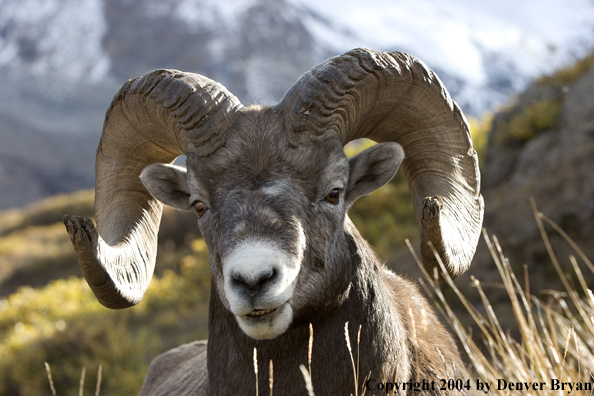 Rocky Mountain bighorn sheep (ram).