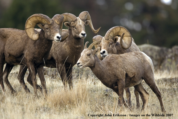 Rocky Mountain Bighorn rams following one ewe.