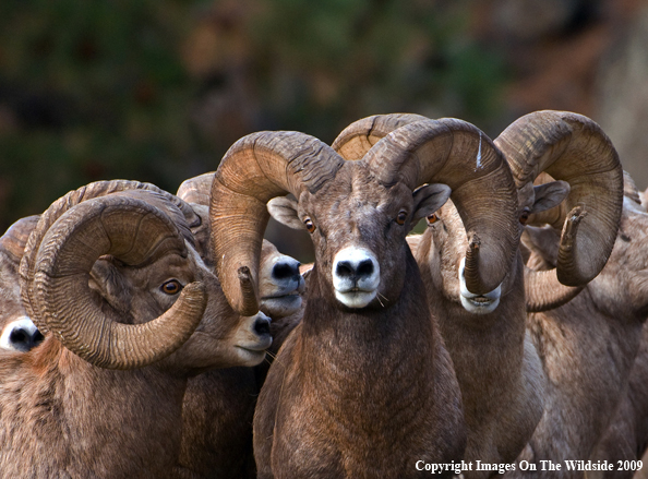 Rocky Mountain Bighorn Sheep
