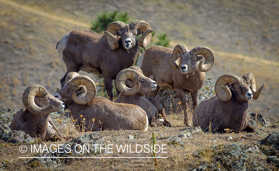 Bighorn sheep rams in habitat.