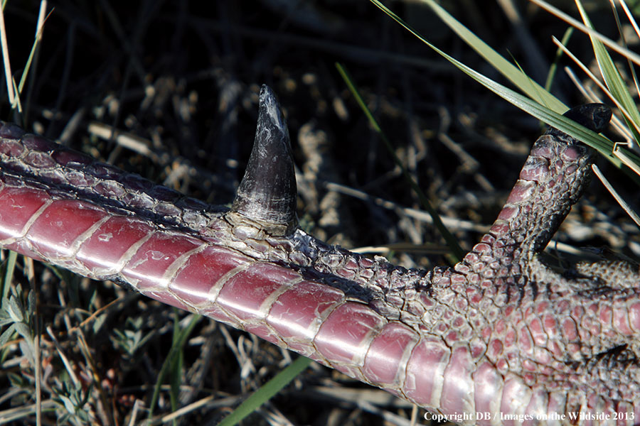 Merriam Turkey spur.