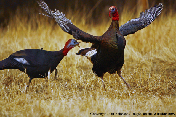 Rio Grande Turkey in habitat