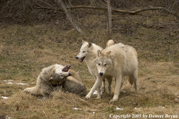 Gray wolves in habitat.