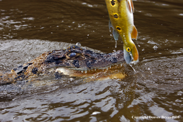 Caiman coming in for peacock bass