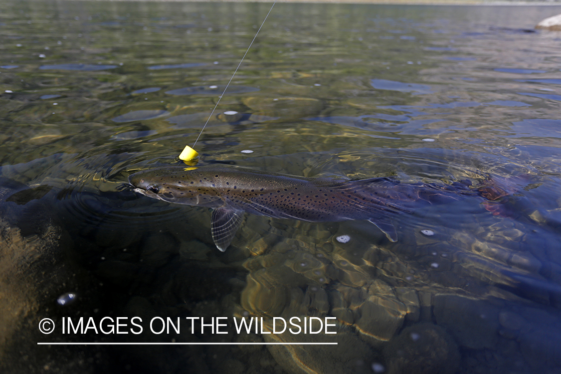 Taimen on fly in Delger River, Mongolia.