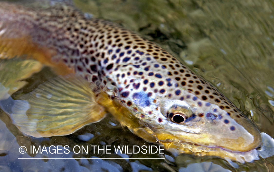 Brown trout in habitat.