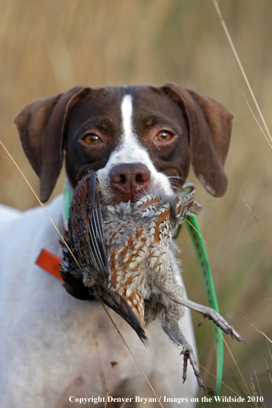  English Pointer in field with Bobwhite Quail