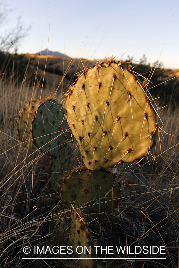 Cactus in field.