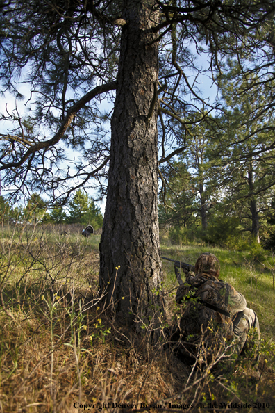 Hunter with (Merriam's) turkey in sights