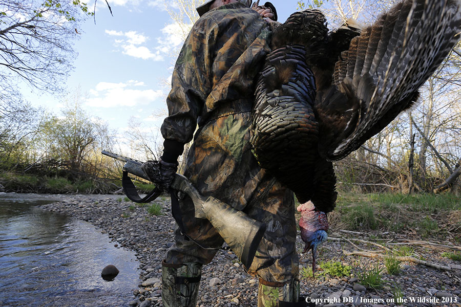 Turkey hunter in field with bagged turkey.