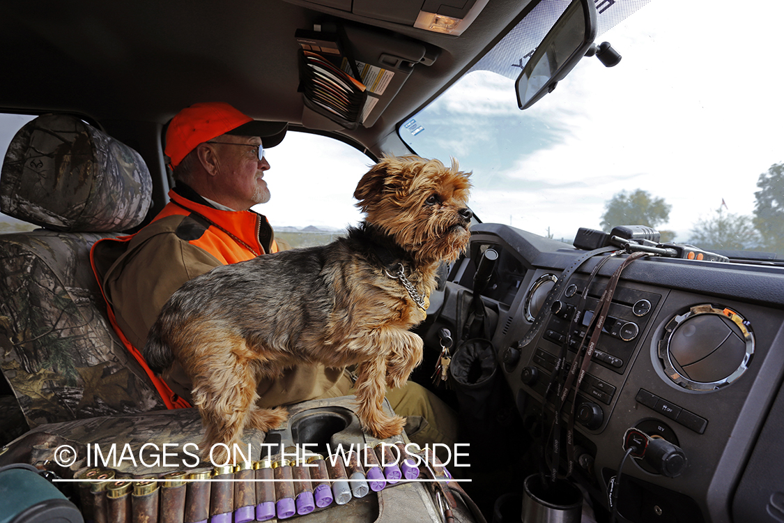 Upland game bird hunter driving with Yorkshire Terrier in Arizona.