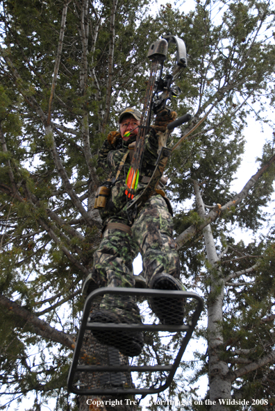 Bowhunter aiming from tree stand