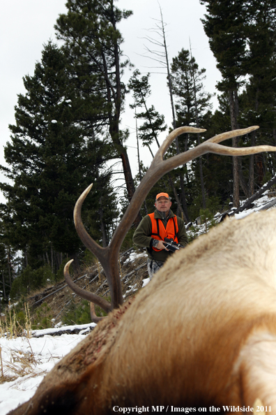 Big game hunter approaching downed elk.