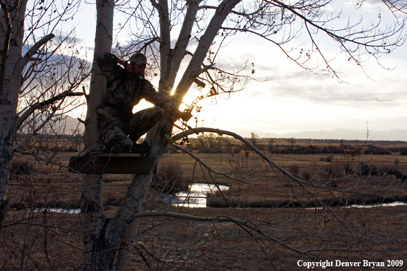 Bowhunter aiming bow from tree stand.