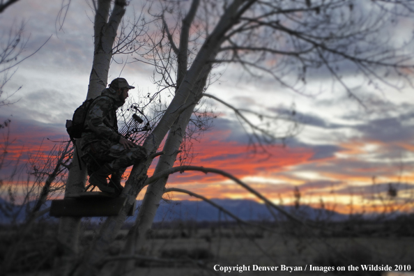 Bowhunter sitting in tree stand. (Original image # 11049-016.65D)