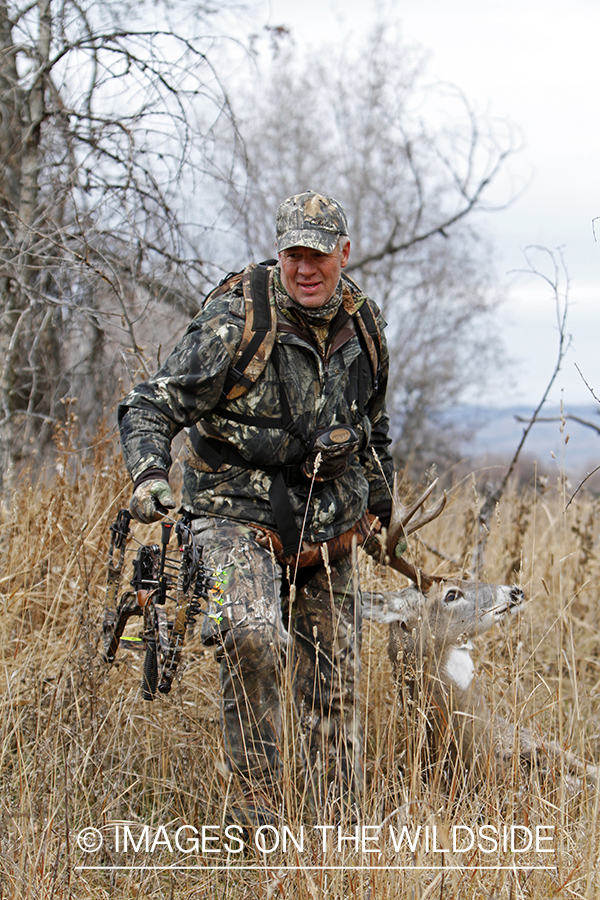 Bowhunter dragging bagged white-tailed buck.