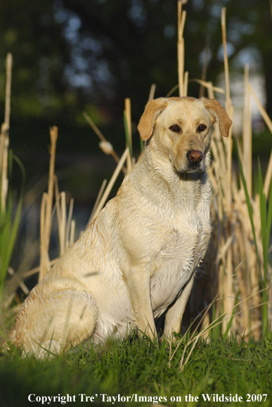 Yellow Labrador Retriever