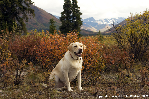 Yellow Labrador Retriever