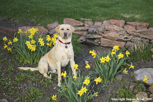 Yellow Labrador Retriever in yard