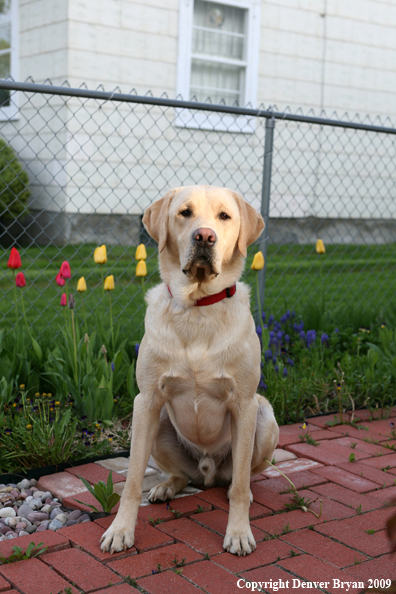 Yellow Labrador Retriever by flowers