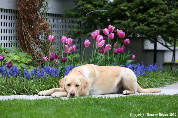 Yellow Labrador Retriever by flowers