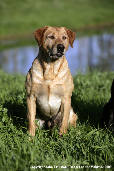 Yellow Labrador Retriever in field