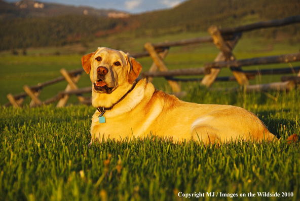 Yellow Labrador Retriever