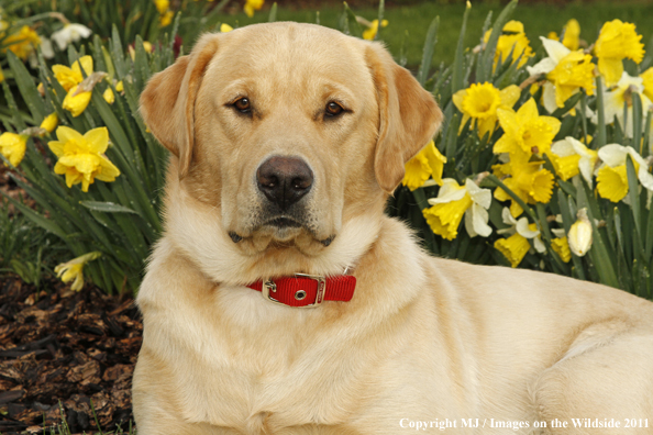 Yellow Labrador Retriever.