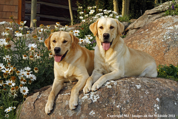Yellow Labrador Retrievers.