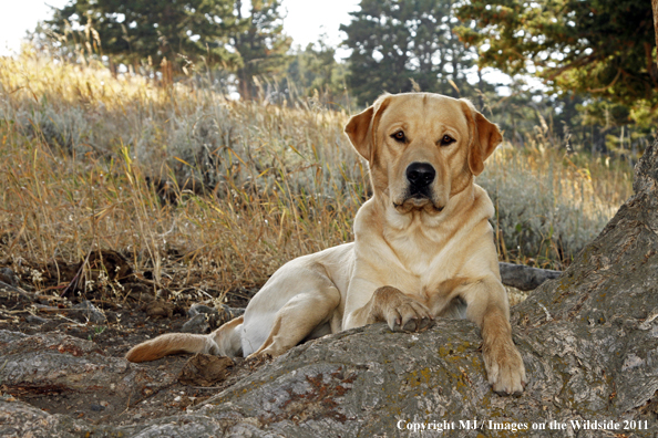 Yellow Labrador Retriever.