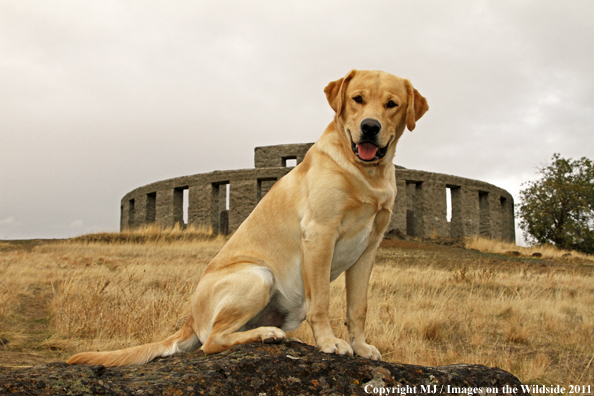 Yellow Labrador Retriever.